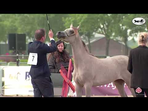 N 7 LADY JAYNE X   AH Weekend 2022   European C Show and SE Cup   Yearling Fillies Section B Class 2