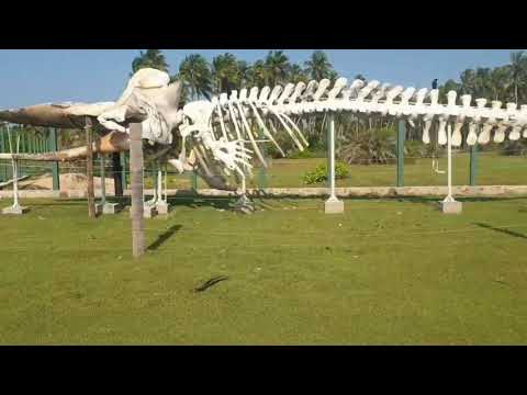 #Kudawa #beach #Kalpitiya #traveling # #vacation #visiting #tourism #tourist #instapassport