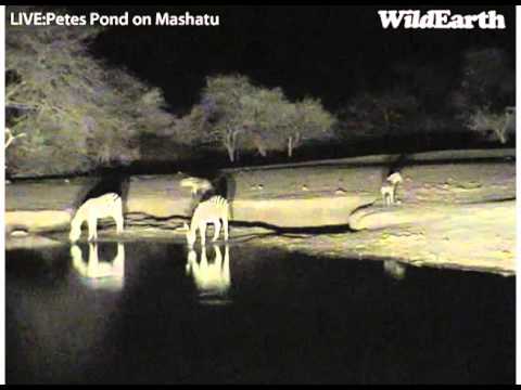 Hyena and zebras Pete's Pond - 07 Oct, 2012