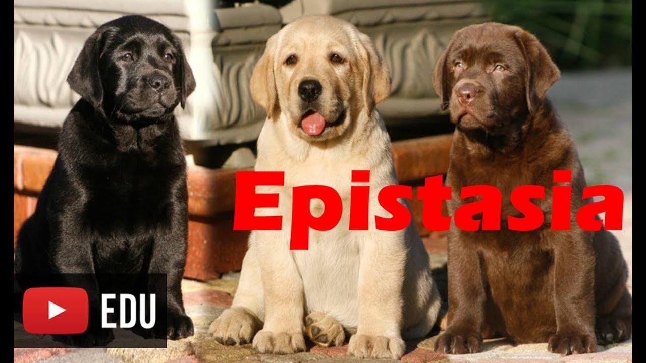 Epistasia - Interação gênica