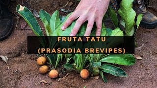 Miniatura do vídeo