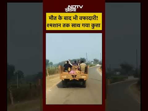 Dog Crying For Owner: 4 KM तक लाश के पीछे दौड़ता रहा यह कुत्ता #Shorts