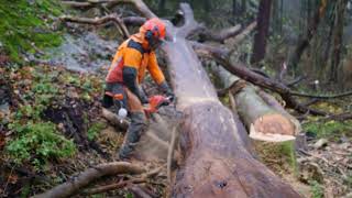 BohusSkog, Martin Olsson