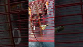 Download lagu Sirtu belajar ngriwik mp3