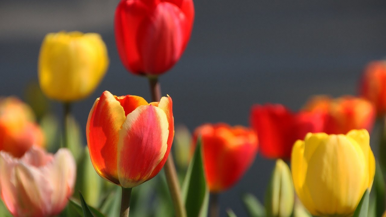 BYU Women's Conference - Portuguese