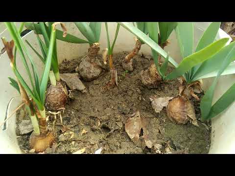 475,,,How to grow and care nargis||daffodils||narcisses bulbs .