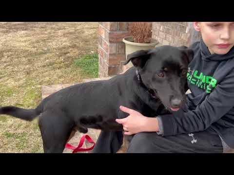 Teagen - PENDING, an adopted Labrador Retriever & Cattle Dog Mix in Westport, CT_image-1