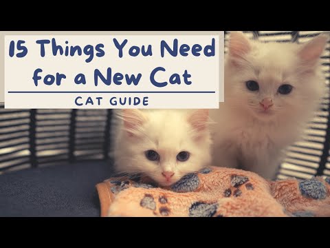 What to buy for a NEW KITTEN | Cat Guide | The Cat Butler