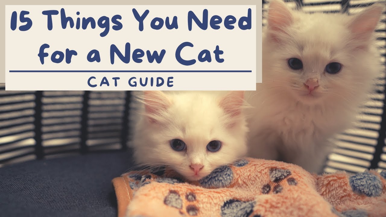 How to prepare for a new kitten — watch on YouTube — AquaMarine Kittens