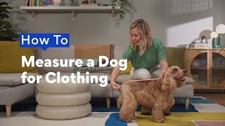 How to Measure a Dog for Clothing