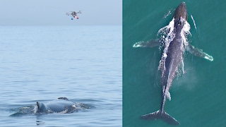 Researchers are using a drone to hunt down whale ‘snot’