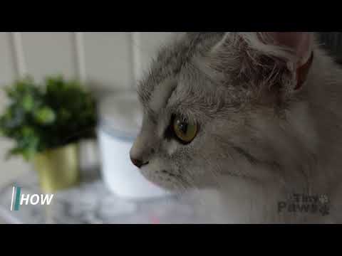 PETONEER｜How to clean Fresco smart fountain ultra