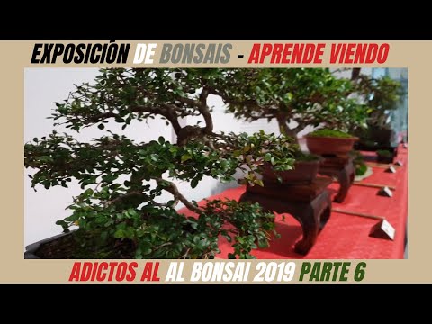 BONSAI / Bonsái PARA PRINCIPIANTES CURSO/👉 EXPOSICIÓN "ASOCIACIÓN ADICTOS AL BONSAI 2019" / 6 😍💖