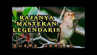 Download lagu Masteran LEGENDARIS  EDAN ! SIKATAN LONDO untuk semua burung mp3