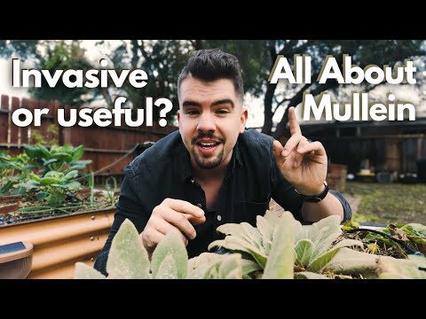 7 Dinge, die Sie wissen MÜSSEN, bevor Sie Königskerze anbauen