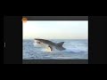 PBS Nature Sharkland Preview