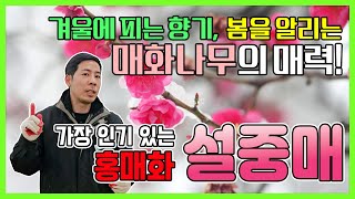 겨울에 피는 향기. 봄을 알리는 매화나무의 매력을 소개합니다! #조경수 #조경 #매화마을 #설중매 #나무왕 …