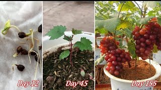 How to plant black grapes from seeds in plastic containers