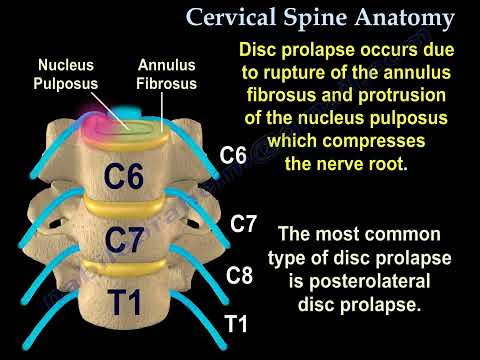 Cervical Spine Anatomy