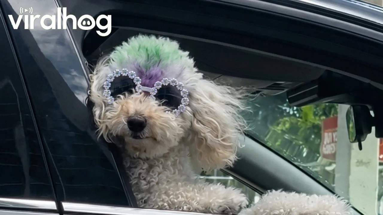Diva Dog in Miami || ViralHog