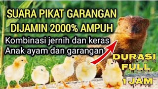 Download lagu suara pikat, garangan//kombinasi jernih dan keras Mp3 mp3