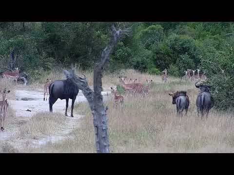 Djuma: Warthogs, Impalas, Wildebeests and Waterbucks - 13:12 - 03/12/2022