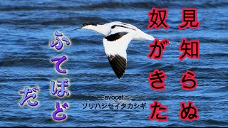 突然の飛来に驚く住民たちResidents are surprised by the sudden arrival