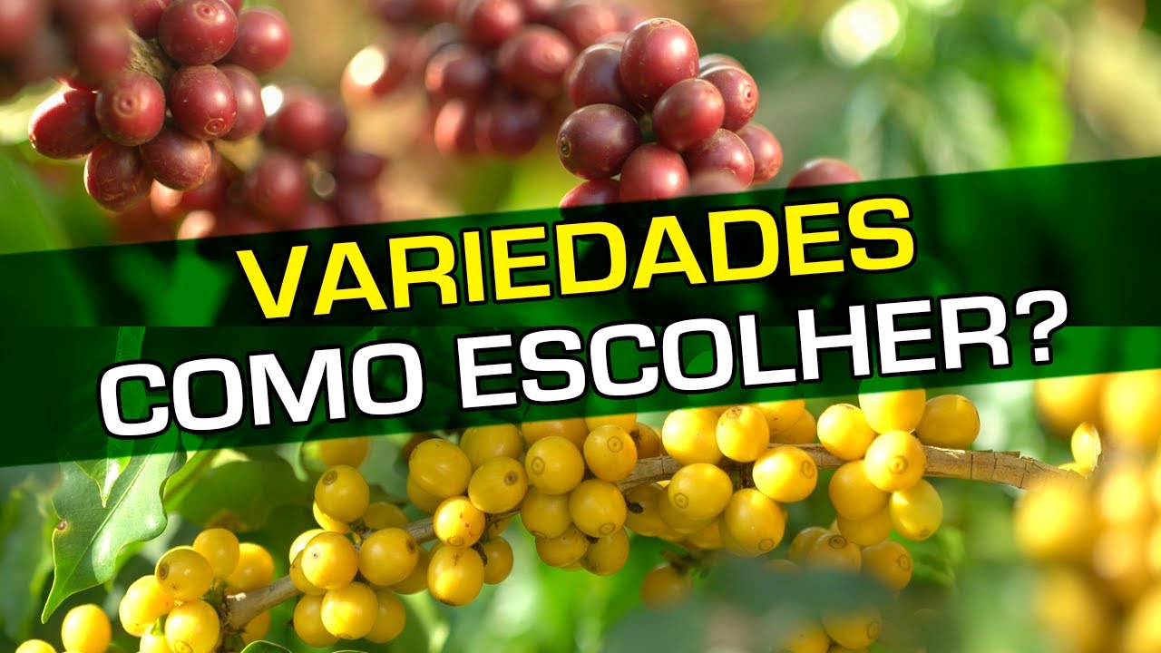 Variedades - Como Escolher? | No Pé do Café