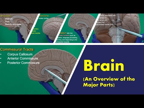 Brain (An Overview of the Major Parts)