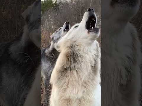 #TheCalling - #Howling #Wolfs ~ #Lobos #Aullando 🐺🐺
