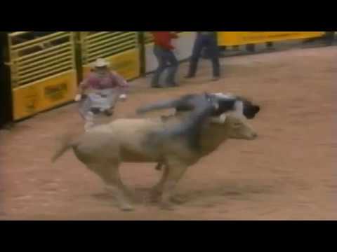 Tuff Hedeman's Wreck On Bodacious