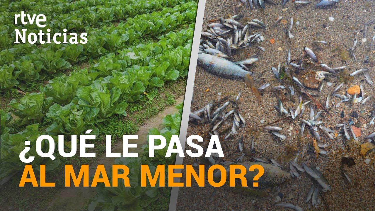 MAR MENOR: Hablan los CIENTÍFICOS sobre causas, consecuencias, y posibles soluciones | RTVE Noticias