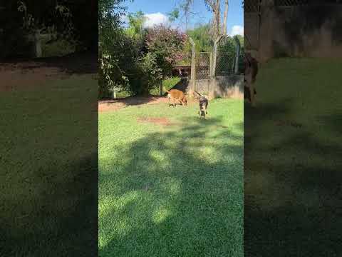Vídeo de Billy 