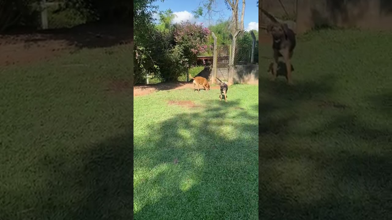 Cachorro raça SRD-ViraLata idade 7 a 11 meses nome Billy 