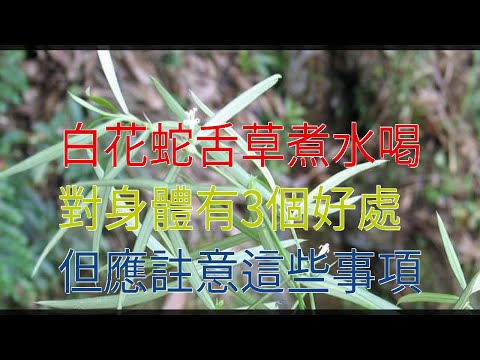 白花有哪些