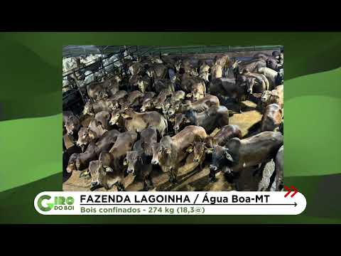 SINDI: BOIADA MEIO SANGUE COM NELORE ULTRAPASSA 18 ARROBAS EM ÁGUA BOA (MT)