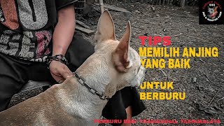 Download lagu TIP #1: CHOOSING A HUNTING DOG mp3