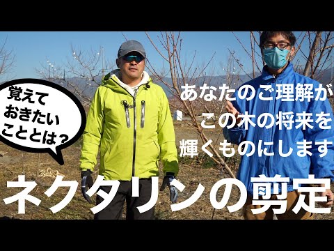 桃、ネクタリン、ネクタリン、丸石の木の台木