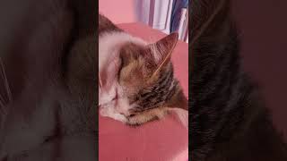 Download lagu Tepar abis ronda mp3 Download lagu Tepar abis ronda mp3