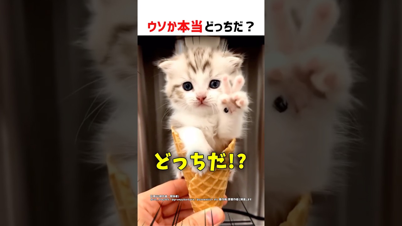 【何問正解できる？】ウソか本当どっちだ！？ part75 #クイズ #ショート #shorts #猫 #かわいい #cat