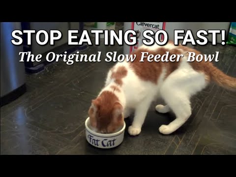 How to slow down a fast-eating cat (or dog)