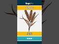 wheat - 小麦 video thumbnail