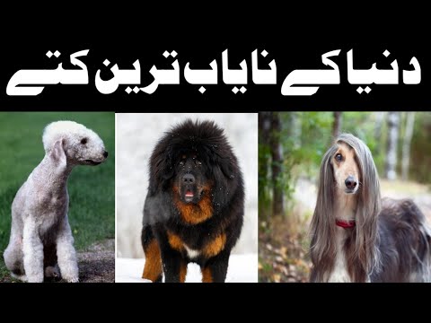 Rarest Dogs in the World | دنیا کے نایاب ترین کتے| Naeem Factory