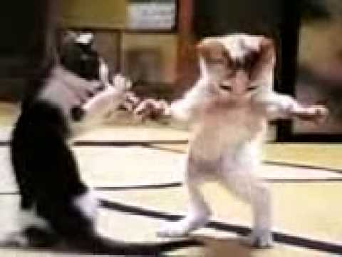 abdelilah chaoukat turrialba costa rica : gato bailando arabe jejejejej