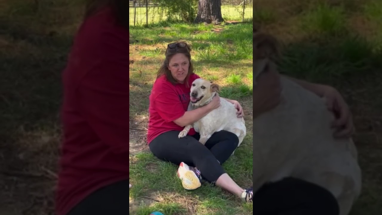 Enlarge Dixianna, a Adoptable mixed breed in Warwick, RI video 6/6