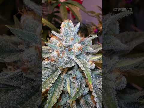 #bud #sativa #chronic #hybrid #organic #chronic #runtzbreath