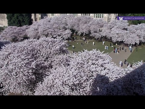 UW Cherry Blossom thumbnail