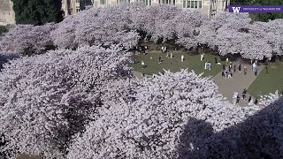 UW Cherry Blossom