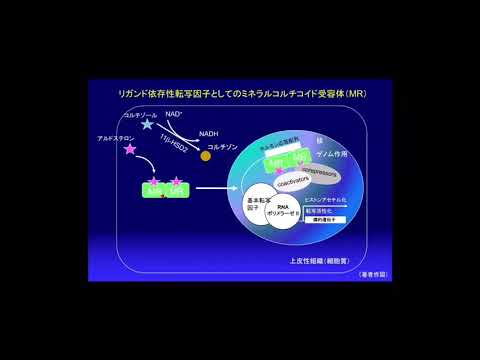 ミネラルコルチコイド受容体について詳しく解説