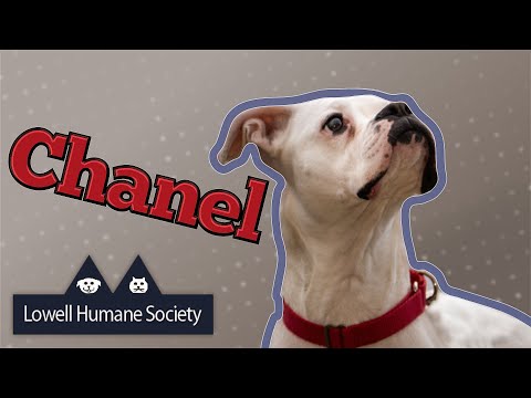 Adoptable Pet of the Week - Chanel